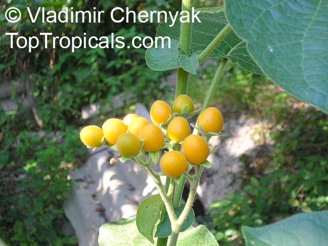 معرفی و راهنمای پرورش درختان میوه - تاماریلوی کوتوله